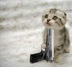 wpid-Kitten-with-gun.jpg